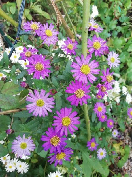  - Grădina 2020 continuare 2