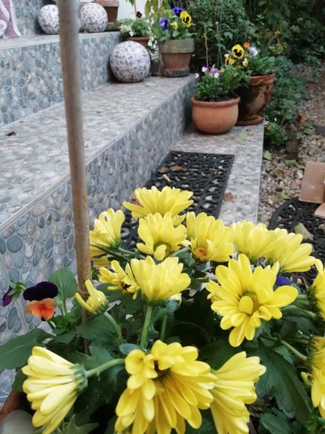  - Grădina 2020 continuare 2