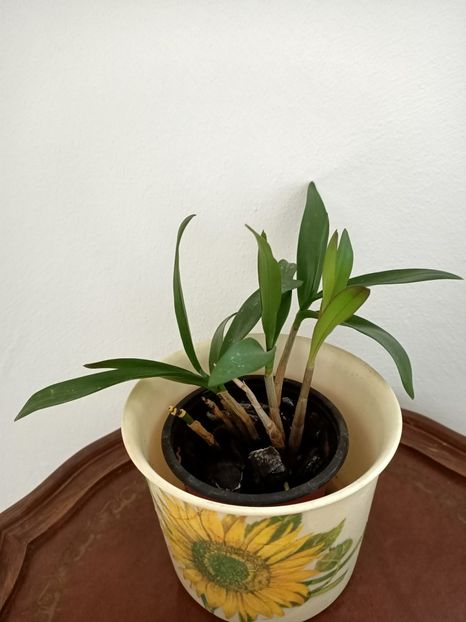 Cattleya din 2017 - 6-Orchideele mele