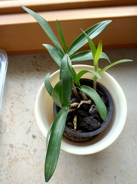 Cattleya 28.10.2020 - 6-Orchideele mele