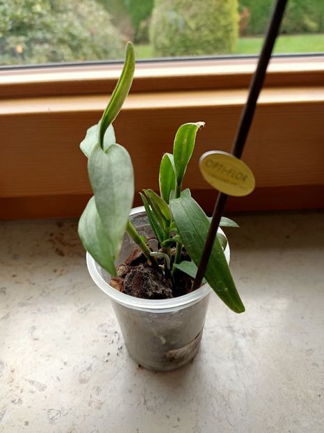 Epidendrum Orange 28.10.2020 - 6-Orchideele mele