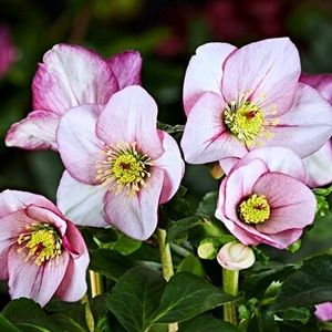 HGC-Liara, gradina-bijoux - Achizitii perene