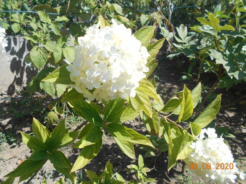  - 1Azalee-rhododendroni-heleborusi-hortensii-hoste 2020