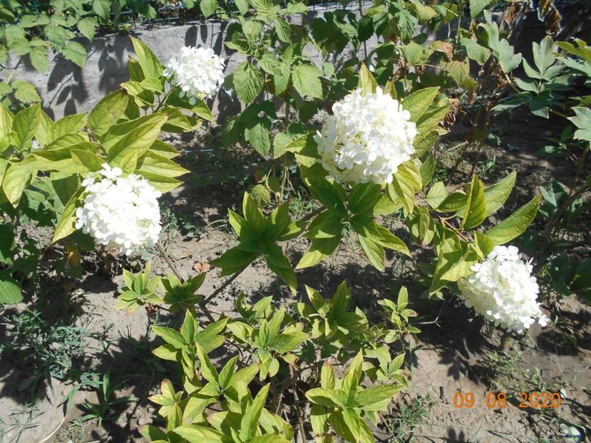  - 1Azalee-rhododendroni-heleborusi-hortensii-hoste 2020