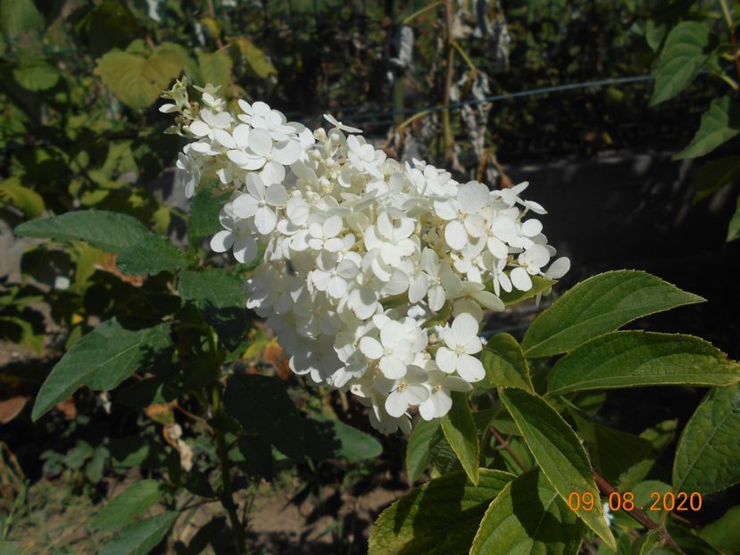  - 1Azalee-rhododendroni-heleborusi-hortensii-hoste 2020