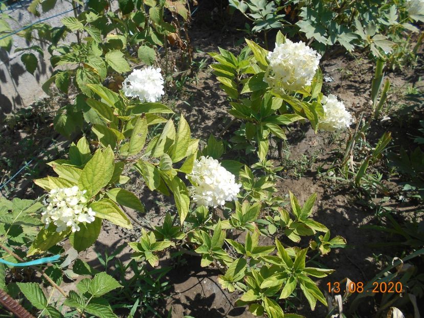  - 1Azalee-rhododendroni-heleborusi-hortensii-hoste 2020