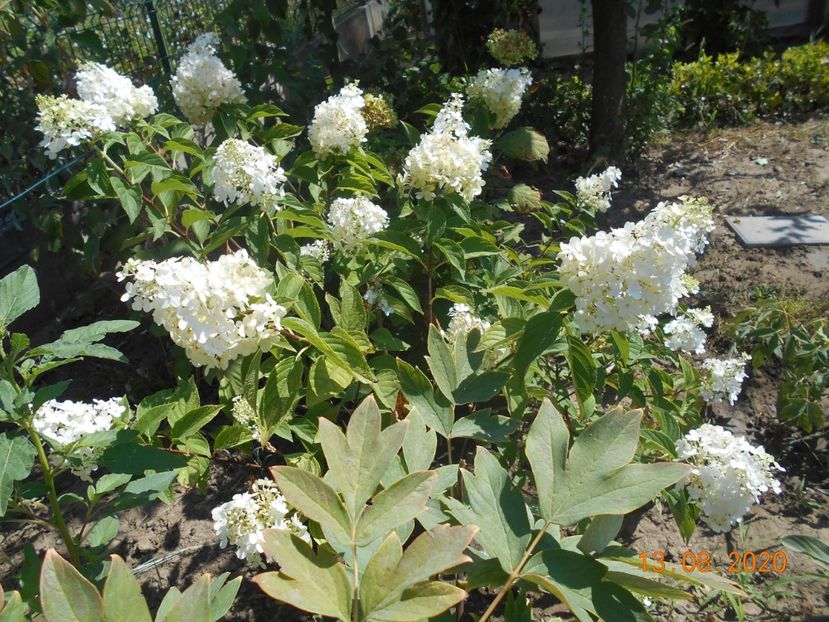  - 1Azalee-rhododendroni-heleborusi-hortensii-hoste 2020