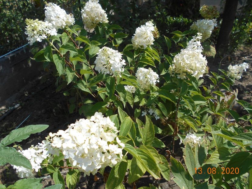  - 1Azalee-rhododendroni-heleborusi-hortensii-hoste 2020