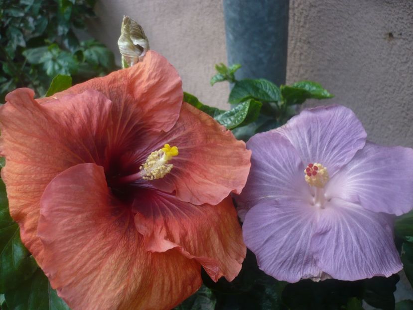 P1470090 - HIBISCUSI 2020-5