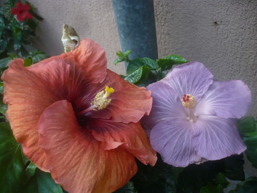 P1470091 - HIBISCUSI 2020-5