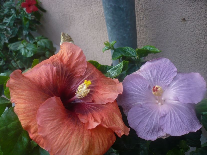 P1470092 - HIBISCUSI 2020-5