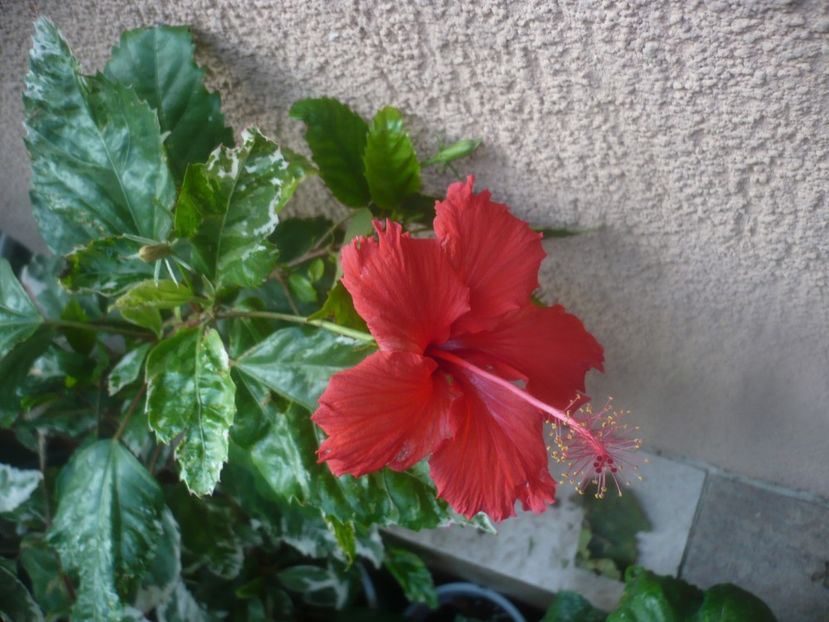 P1470093 - HIBISCUSI 2020-5