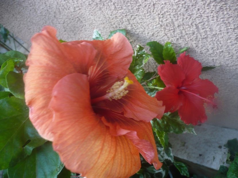 P1470094 - HIBISCUSI 2020-5