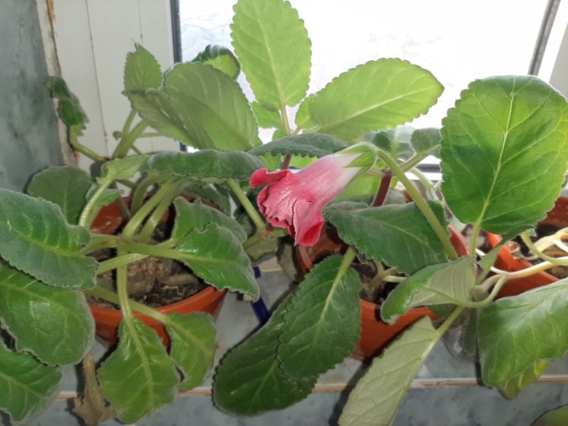  - Florile mele octombrie 2020