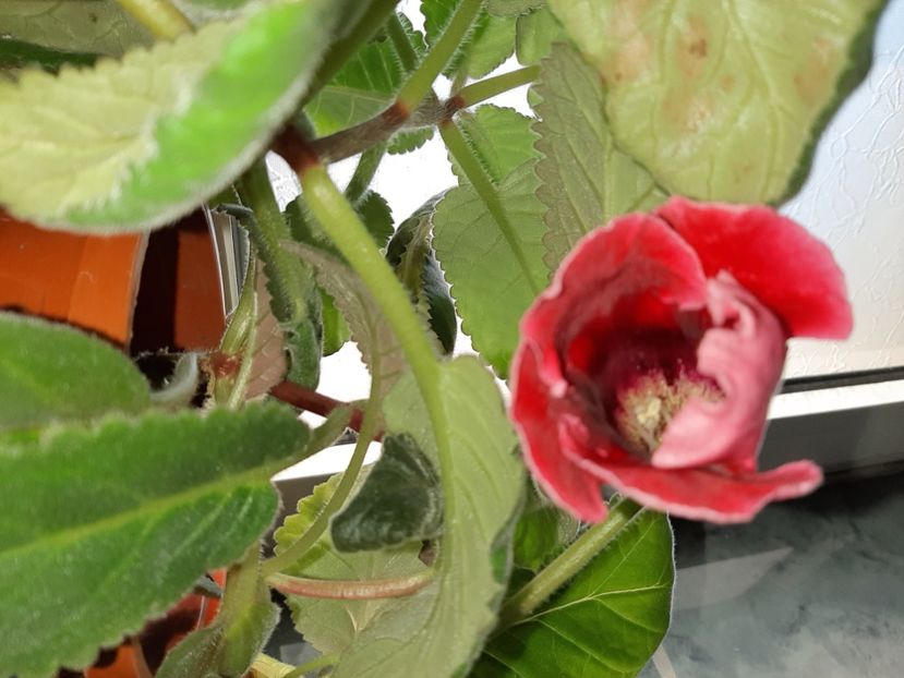  - Florile mele octombrie 2020