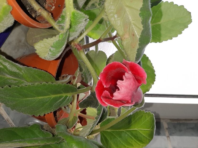  - Florile mele octombrie 2020