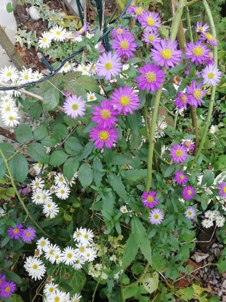  - Grădina 2020 continuare 2