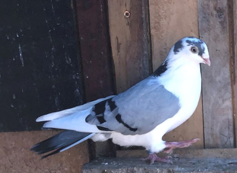 8707  femelă  2018 - 0000001 prin voliere