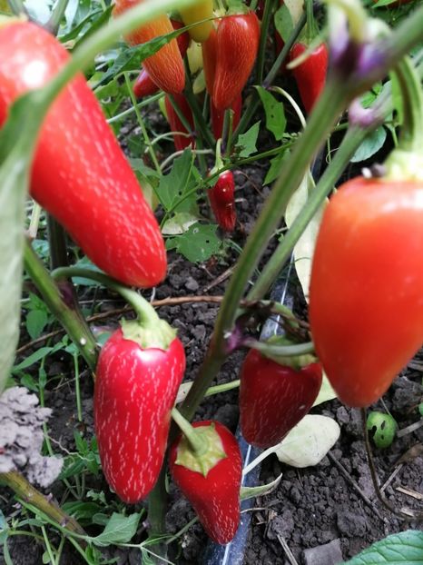  - SEMINTE ARDEI IUTE - AI 87 NUMEX PINATA JALAPENO - ANNUUM