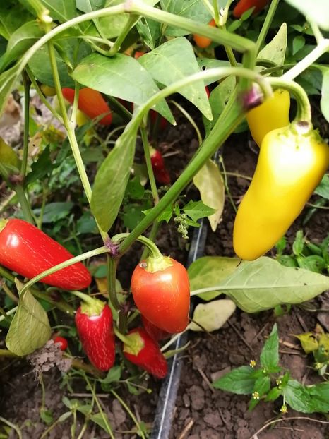  - SEMINTE ARDEI IUTE - AI 87 NUMEX PINATA JALAPENO - ANNUUM