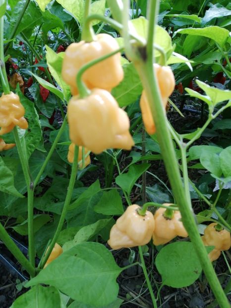  - SEMINTE ARDEI IUTE - AI 68 BINGO F4 ISO - NEIZOLAT