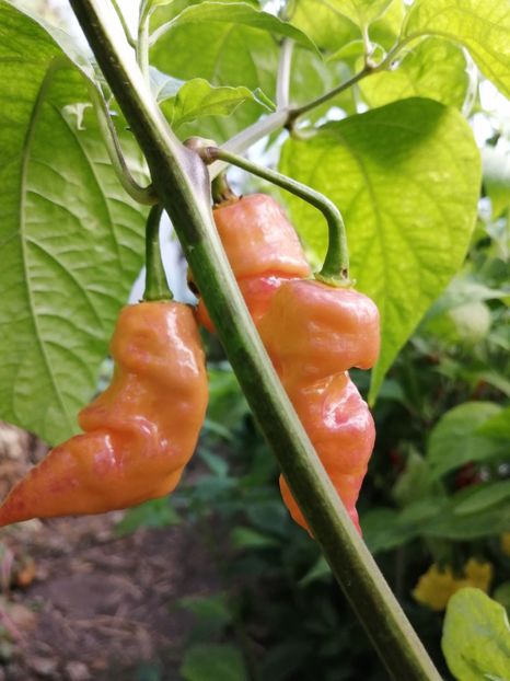  - SEMINTE ARDEI IUTE - AI 68 BINGO F4 ISO - NEIZOLAT