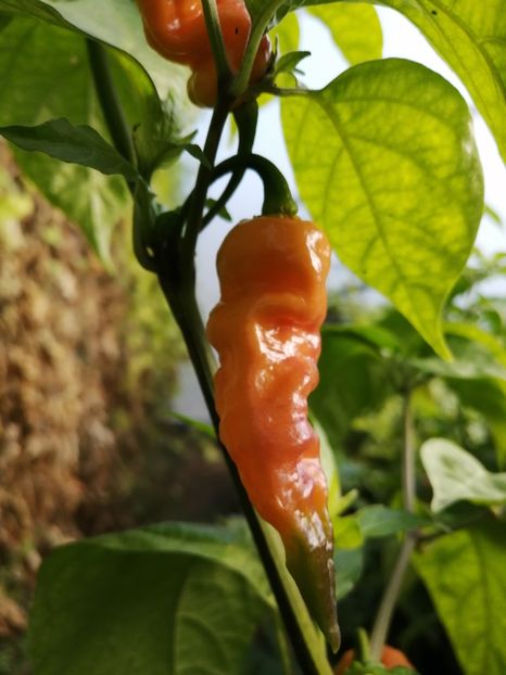  - SEMINTE ARDEI IUTE - AI 68 BINGO F4 ISO - NEIZOLAT