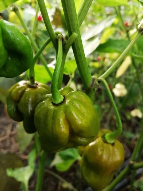  - SEMINTE ARDEI IUTE - AI 82 MORUGA GREEN - NEIZOLAT