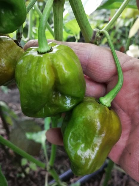  - SEMINTE ARDEI IUTE - AI 82 MORUGA GREEN - NEIZOLAT