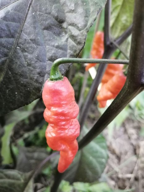  - SEMINTE ARDEI IUTE - AI 102 TESTARENT ORANGE BLACK F4 ISO - NEIZOLAT