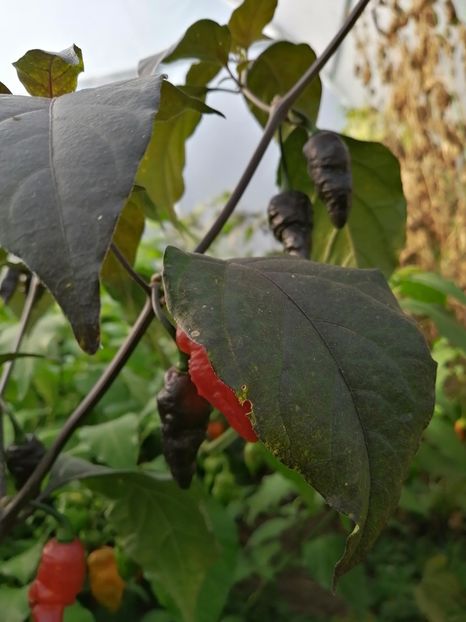  - SEMINTE ARDEI IUTE - AI 102 TESTARENT ORANGE BLACK F4 ISO - NEIZOLAT