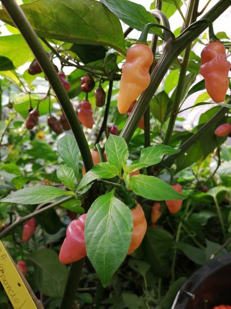  - SEMINTE ARDEI IUTE - AI 76 FIDALGA ROXA - NEIZOLAT