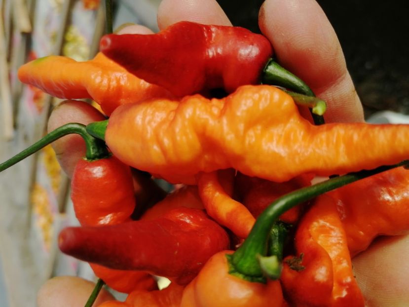  - SEMINTE ARDEI IUTE - AI 102 TESTARENT ORANGE BLACK F4 ISO - NEIZOLAT