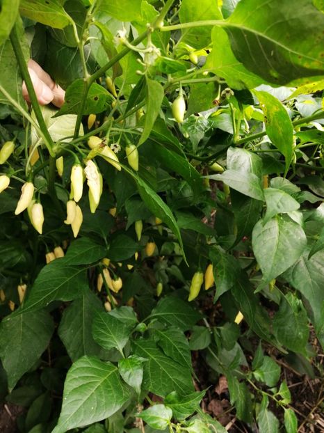  - SEMINTE ARDEI IUTE - AI 104 WHITE STALACTITE - CHINENSE - NEIZOLAT