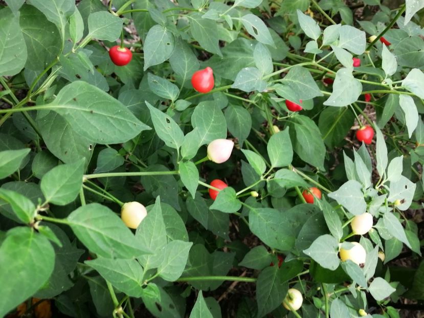  - SEMINTE ARDEI IUTE - AI 65 BARRA DO RIBEIRO - NEIZOLAT