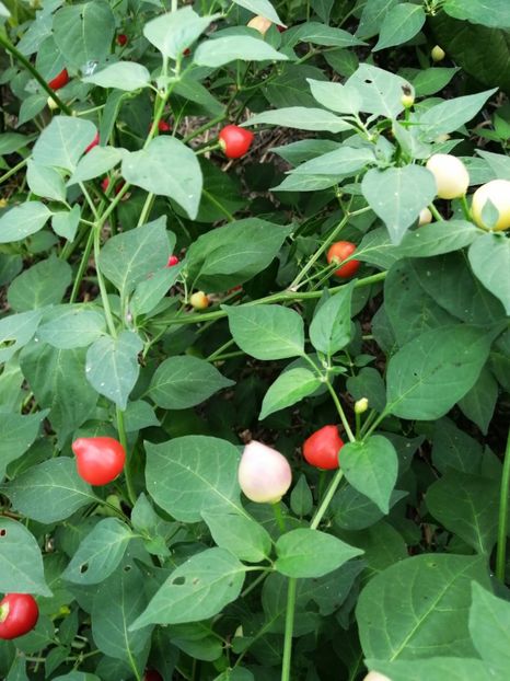 - SEMINTE ARDEI IUTE - AI 65 BARRA DO RIBEIRO - NEIZOLAT