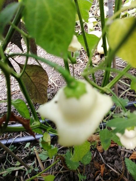  - SEMINTE ARDEI IUTE - AI 62 AJI CONFUSION