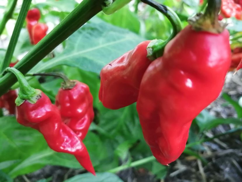  - SEMINTE ARDEI IUTE - AI 80 KUKULKAN RED HABANERO - NEIZOLAT