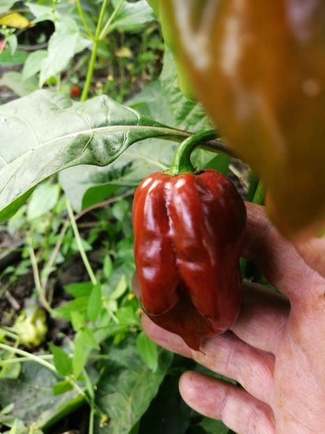  - SEMINTE ARDEI IUTE - DEVIL S CLAW CHOCOLATE F3 - NEIZOLAT - AI 52