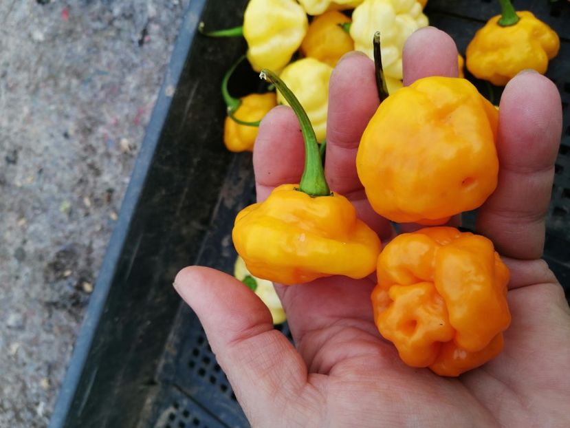  - SEMINTE ARDEI IUTE - AI 81 MA WARTRIX YELLOW - NEIZOLAT