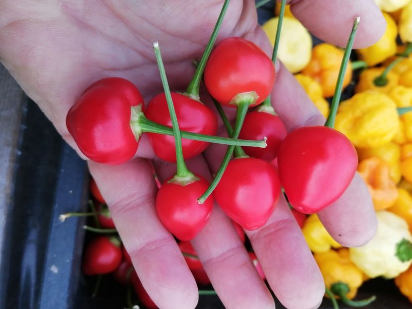 - SEMINTE ARDEI IUTE - AI 65 BARRA DO RIBEIRO - NEIZOLAT