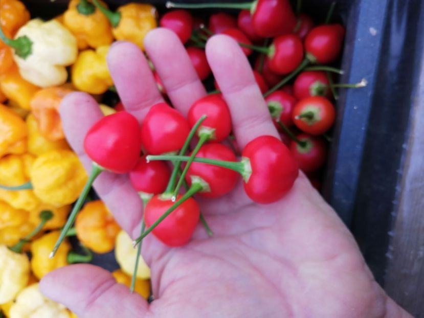  - SEMINTE ARDEI IUTE - AI 65 BARRA DO RIBEIRO - NEIZOLAT