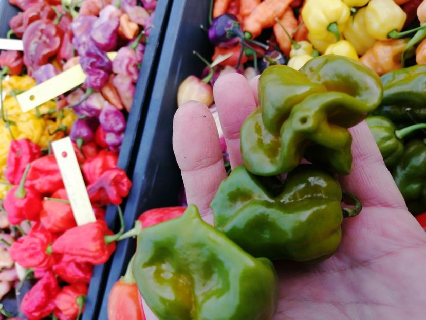  - SEMINTE ARDEI IUTE - AI 82 MORUGA GREEN - NEIZOLAT