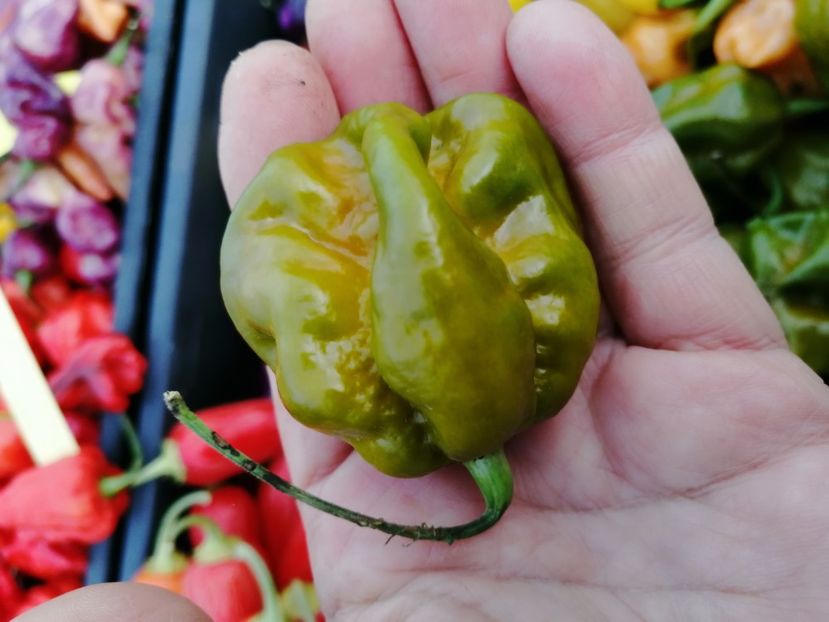  - SEMINTE ARDEI IUTE - AI 82 MORUGA GREEN - NEIZOLAT