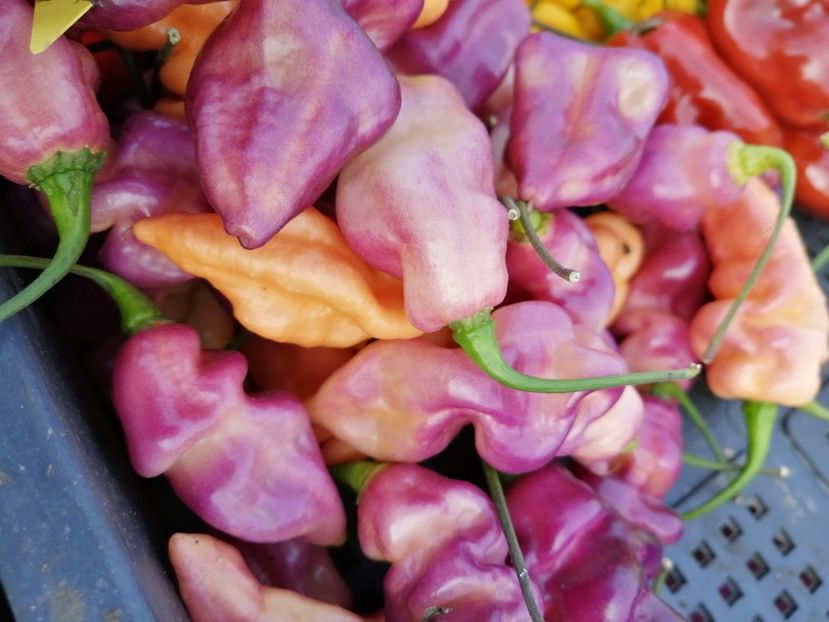  - SEMINTE ARDEI IUTE - AI 86 NEYDE X HABANERO WHITE GIANT - CHINENSE