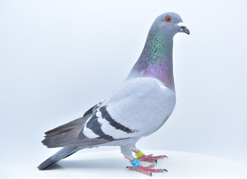 Chiranu-Florin-DV-07187-16-423-foto-1 - 2020