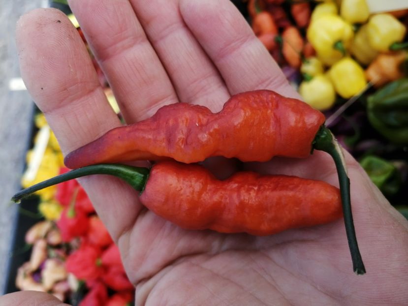  - SEMINTE ARDEI IUTE - AI 102 TESTARENT ORANGE BLACK F4 ISO - NEIZOLAT