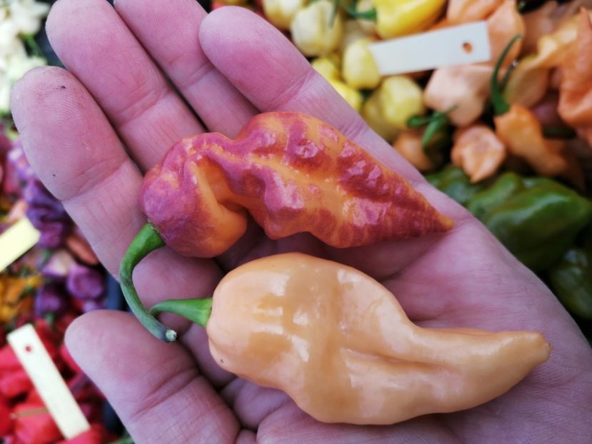  - SEMINTE ARDEI IUTE - AI 68 BINGO F4 ISO - NEIZOLAT