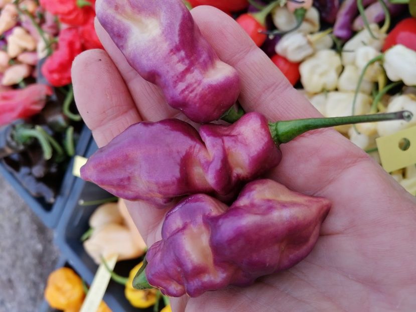  - SEMINTE ARDEI IUTE - AI 93 PINK TIGER X REAPER PEACH PHENO - NEIZOLAT