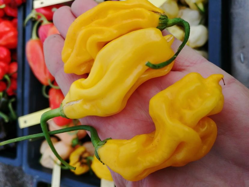  - SEMINTE ARDEI IUTE - AI 77 GONONRONG - NEIZOLAT